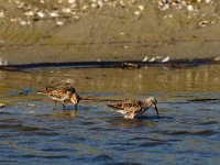 Calidris ferruginea 7, Krombekstrandloper, Saxifraga-Piet Munsterman