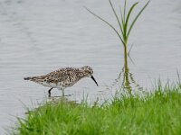 Calidris ferruginea 8, Krombekstrandloper, adult, breeding plumage, Saxifraga-Theo Verstrael