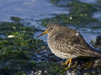 Calidris maritima 11, Paarse strandloper, Saxifraga-Rik Kruit