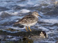 Calidris maritima 12, Paarse strandloper, Saxifraga-Peter Meininger