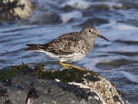 Calidris maritima 14, Paarse strandloper, Saxifraga-Peter Meininger