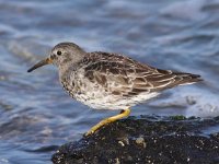 Calidris maritima 15, Paarse strandloper, Saxifraga-Peter Meininger