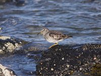 Calidris maritima 16, Paarse strandloper, Saxifraga-Peter Meininger