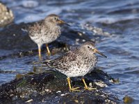 Calidris maritima 17, Paarse strandloper, Saxifraga-Peter Meininger