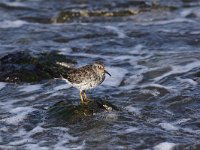 Calidris maritima 19, Paarse strandloper, Saxifraga-Peter Meininger