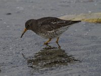 Calidris maritima 22, Paarse strandloper, Saxifraga-Jan Nijendijk