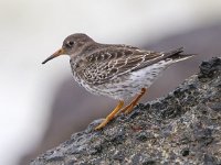 Calidris maritima 30, Paarse strandloper, Saxifraga-Bart Vastenhouw