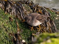 Calidris maritima 34, Paarse strandloper, Saxifraga-Bart Vastenhouw