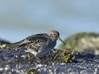 Calidris maritima 40, Paarse strandloper, Saxifraga-Tom Heijnen