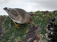 Calidris maritima 43, Paarse strandloper, Saxifraga-Tom Heijnen