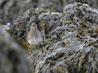 Calidris maritima 48, Paarse strandloper, Saxifraga-Tom Heijnen