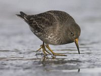 Calidris maritima 5, Paarse strandloper, Saxifraga-Mark Zekhuis