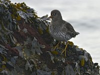 Calidris maritima 50, Paarse strandloper, Saxifraga-Tom Heijnen