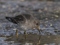 Calidris maritima 6, Paarse strandloper, Saxifraga-Mark Zekhuis