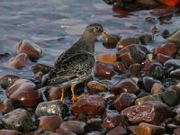 Calidris maritima 9, Paarse strandloper, Saxifraga-Bart Vastenhouw