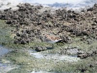 Calidris minuta 10, Kleine strandloper, Saxifraga-Dirk Hilbers