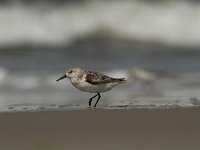 Calidris minuta 15, Kleine strandloper, Saxifraga-Dirk Hilbers