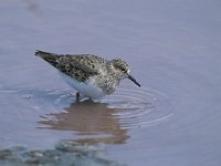 Calidris minuta 2, Kleine strandloper, Saxifraga-Arie de Knijff