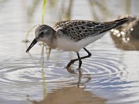 Calidris minuta 23, Kleine strandloper, Saxifraga-Tom Heijnen