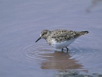 Calidris minuta 3, Kleine strandloper, Saxifraga-Arie de Knijff