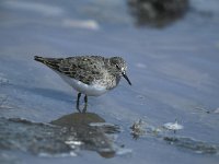 Calidris minuta 4, Kleine strandloper, Saxifraga-Arie de Knijff