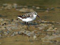 Calidris minuta 5, Kleine strandloper, Saxifraga-Piet Munsterman