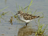 Calidris minuta 6, Kleine strandloper, Saxifraga-Piet Munsterman