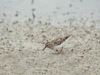 Calidris minutilla 2, Kleinste strandloper, Saxifraga-Mark Zekhuis