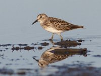 Calidris minutilla 4, Kleinste strandloper, Saxifraga-Mark Zekhuis