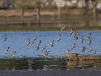 Calidris minutilla 7, Kleinste strandloper, Saxifraga-Mark Zekhuis