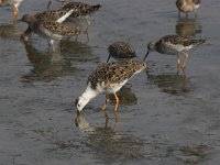 Calidris pugnax 10, Kemphaan, Saxifraga-Luc Hoogenstein