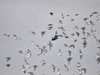 Calidris pugnax 103, Kemphaan, Saxifraga-Luuk Vermeer