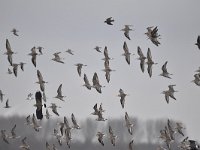 Calidris pugnax 104, Kemphaan, Saxifraga-Luuk Vermeer