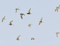 Calidris pugnax 114, Kemphaan, Saxifraga-Tom Heijnen