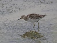 Calidris pugnax 13, Kemphaan, Saxifraga-Luc Hoogenstein