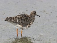 Calidris pugnax 14, Kemphaan, Saxifraga-Luc Hoogenstein