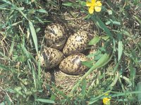 Calidris pugnax 17, Kemphaan, Saxifraga-Edo van Uchelen