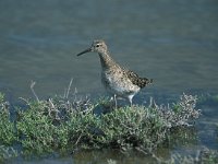 Calidris pugnax 18, Kemphaan, Saxifraga-Arie de Knijff