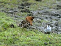 Calidris pugnax 2, pair, Kemphaan, Saxifraga-Piet Munsterman