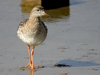 Calidris pugnax 20, Kemphaan, Saxifraga-Iztok Skornik