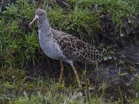 Calidris pugnax 33, Kemphaan, Saxifraga-Jan Nijendijk