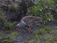 Calidris pugnax 35, Kemphaan, Saxifraga-Jan Nijendijk