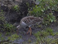 Calidris pugnax 36, Kemphaan, Saxifraga-Jan Nijendijk