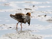 Calidris pugnax 4, male, Kemphaan, Saxifraga-Piet Munsterman