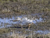 Calidris pugnax 40, Kemphaan, Saxifraga-Luuk Vermeer