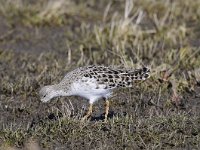 Calidris pugnax 41, Kemphaan, Saxifraga-Luuk Vermeer