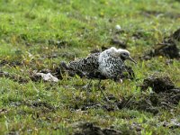 Calidris pugnax 5, male, Kemphaan, Saxifraga-Piet Munsterman