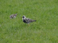 Calidris pugnax 53, Kemphaan, Saxifraga-Luuk Vermeer