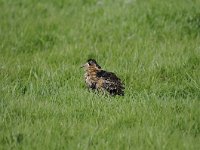 Calidris pugnax 56, Kemphaan, Saxifraga-Luuk Vermeer