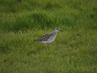 Calidris pugnax 58, Kemphaan, Saxifraga-Luuk Vermeer